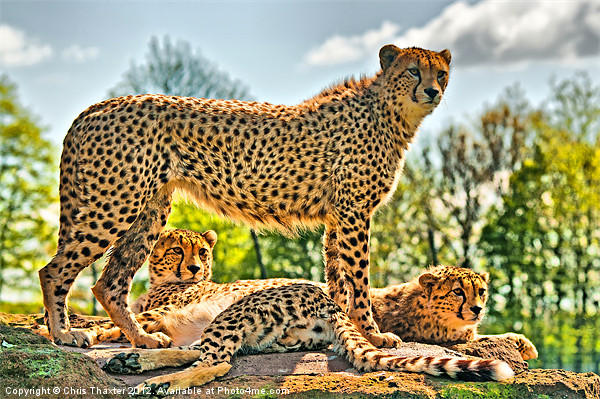 Three Cheetahs Picture Board by Chris Thaxter