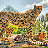 Buy canvas prints of Three Cheetahs by Chris Thaxter