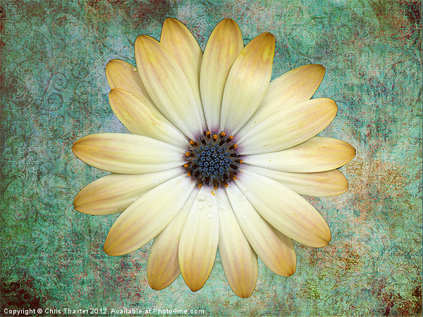 Cream Coloured Daisy Picture Board by Chris Thaxter