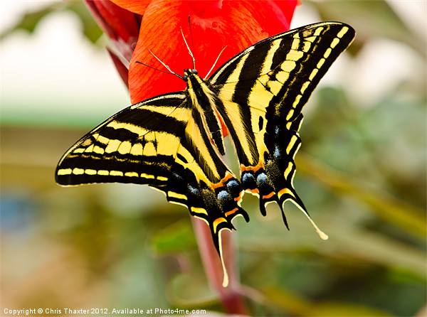 Swallowtail butterfly Picture Board by Chris Thaxter