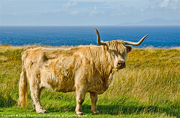 Highland Cow Picture Board by Chris Thaxter