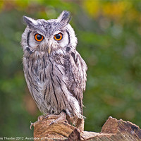 Buy canvas prints of Scops Owl by Chris Thaxter