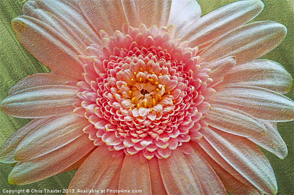 Vibrant Pink Gerbera Blossom Picture Board by Chris Thaxter