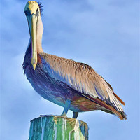 Buy canvas prints of Majestic Pelican Perched by Chris Thaxter
