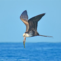 Buy canvas prints of Majestic Frigate Bird Soaring over the Ocean by Chris Thaxter