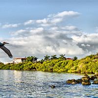 Buy canvas prints of Pelican Coming Home by Chris Thaxter