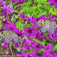 Buy canvas prints of 2 Tree Nymph Butterflies by Chris Thaxter