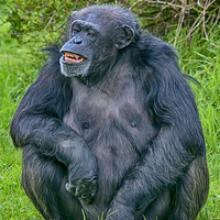 Buy canvas prints of Grinning Chimp by Chris Thaxter