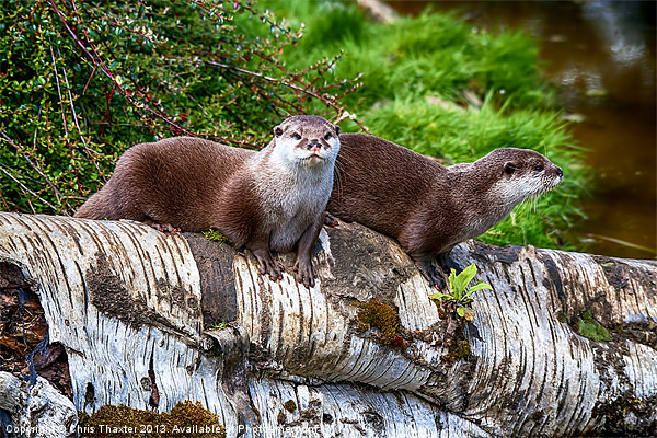 European Otters Picture Board by Chris Thaxter