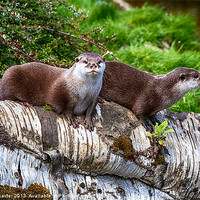 Buy canvas prints of European Otters by Chris Thaxter
