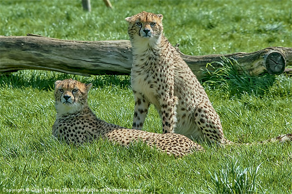 2 Cheetahs Picture Board by Chris Thaxter
