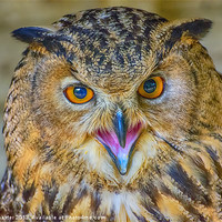 Buy canvas prints of Fierce Bengal Owl Stares You Down by Chris Thaxter