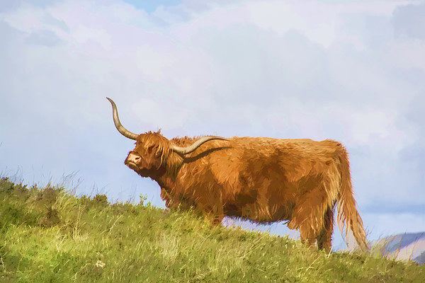 Highland Cow Watercolour Picture Board by Chris Thaxter