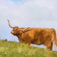 Buy canvas prints of Highland Cow Watercolour by Chris Thaxter