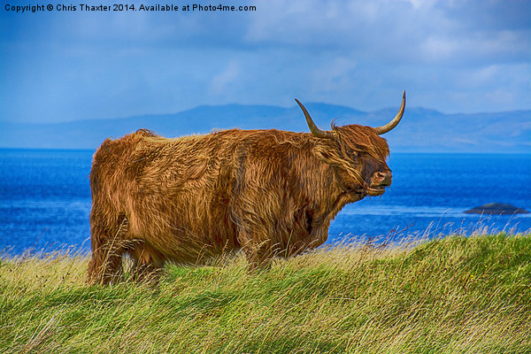 Highland Cow Picture Board by Chris Thaxter