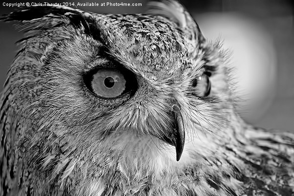 Bengal Owl black and White Picture Board by Chris Thaxter