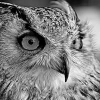 Buy canvas prints of Bengal Owl black and White by Chris Thaxter
