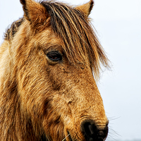 Buy canvas prints of Horses Head by Chris Thaxter