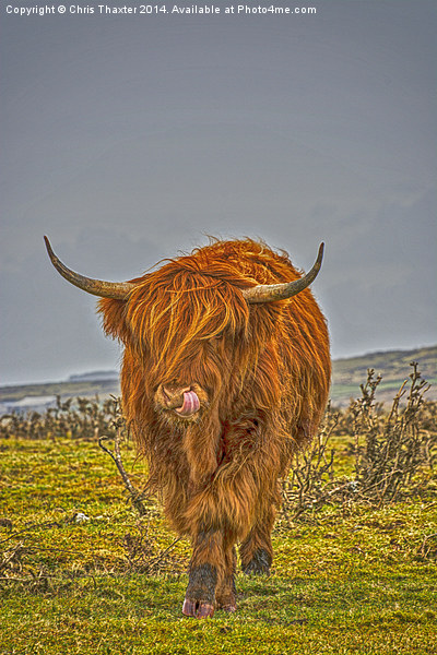 Highland Cow on Bodmin Moor Picture Board by Chris Thaxter