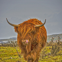 Buy canvas prints of Highland Cow on Bodmin Moor by Chris Thaxter