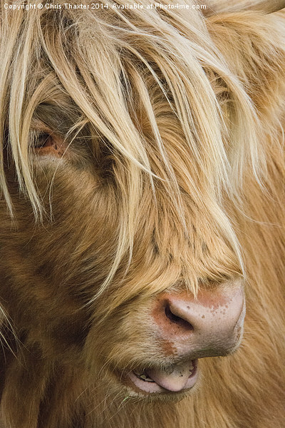  Highland Cow Portrait Picture Board by Chris Thaxter