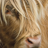 Buy canvas prints of  Highland Cow Portrait by Chris Thaxter