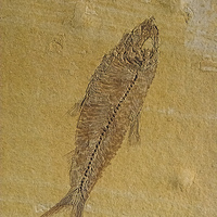 Buy canvas prints of Fish Fossil by Chris Thaxter