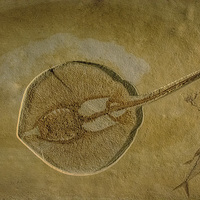 Buy canvas prints of  Flat Fish Fossil by Chris Thaxter