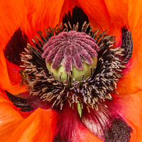Buy canvas prints of Poppy Heart 2  by Chris Thaxter