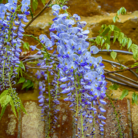 Buy canvas prints of  Wisteria by Chris Thaxter