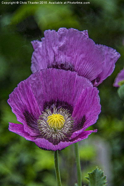  Lilac Poppy Picture Board by Chris Thaxter