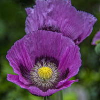 Buy canvas prints of  Lilac Poppy by Chris Thaxter