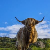 Buy canvas prints of  Highland Cow by Chris Thaxter