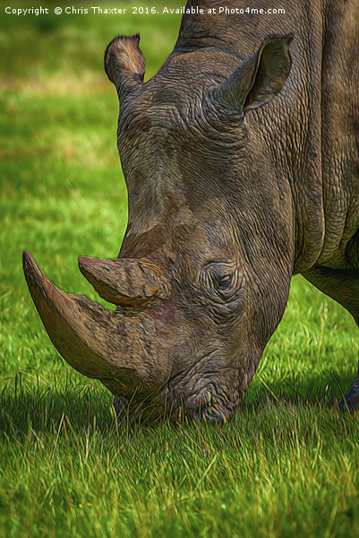 Southern White Rhinoceros Picture Board by Chris Thaxter
