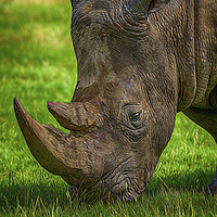 Buy canvas prints of Southern White Rhinoceros by Chris Thaxter