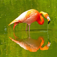 Buy canvas prints of Pink Flamingo Reflection by Chris Thaxter