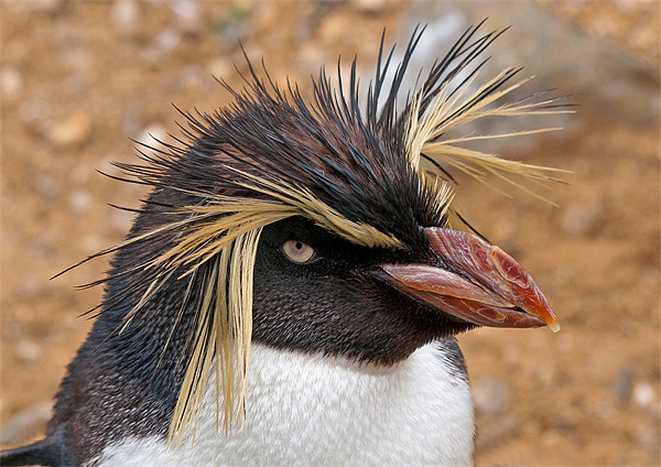 Rock Hopper Penguin Picture Board by Chris Thaxter
