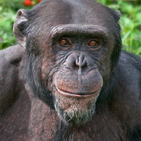 Buy canvas prints of Old Chimp by Chris Thaxter