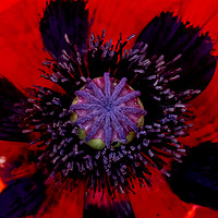 Buy canvas prints of Poppy Heart 3 by Chris Thaxter