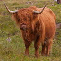 Buy canvas prints of Highland Cow by Chris Thaxter