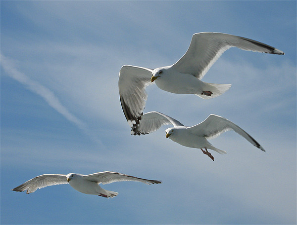 A Trio of Seagulls Picture Board by Chris Thaxter