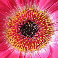 Buy canvas prints of Gerbera Heart by Chris Thaxter