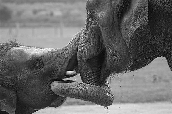 Elephants Bonding Picture Board by Chris Thaxter