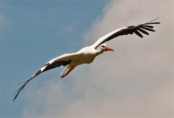 European Stork in flight Picture Board by Chris Thaxter