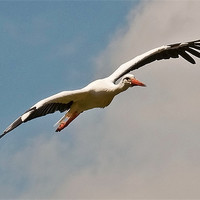 Buy canvas prints of European Stork in flight by Chris Thaxter