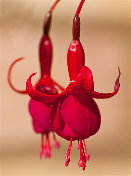 Red Fuschias Picture Board by Chris Thaxter