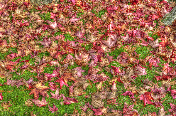 Autumn Leaves Picture Board by Chris Thaxter