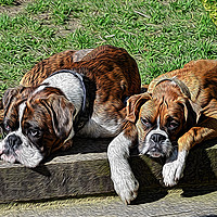 Buy canvas prints of Pair of Boxers by Chris Thaxter