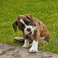 Buy canvas prints of Boxer Puppy by Chris Thaxter