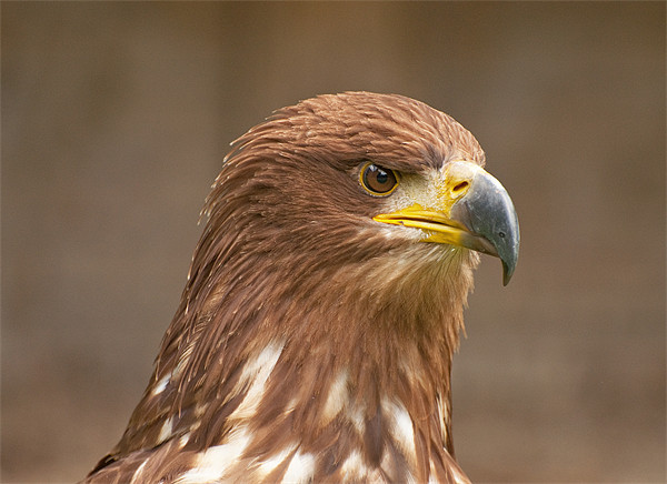 Majestic Golden Eagle Surveying its Domain Picture Board by Chris Thaxter